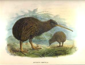 Kiwi - picture